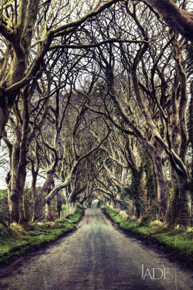 Not far from Armoy, Co. Antrim, lies Bregagh Road.  This road is full of character and is known locally as The Dark Hedges