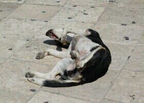 Iraklion-Crete-A-Dogs-Life
