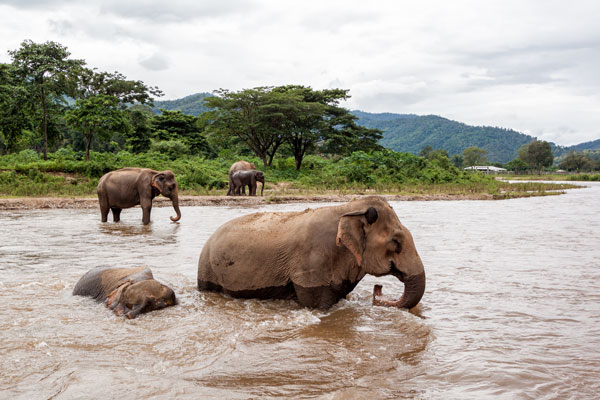 18-08_Elephant-Nature-Park-Pamper-Pachyderm-bath-river