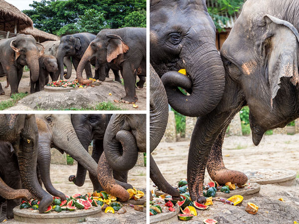 18-08_Elephant-Nature-Park-Pamper-Pachyderm-feeding-ENP