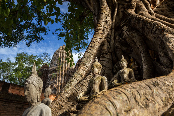 15-08_sukhothai-wat-si-sawai-khmer-buddha-tree-root