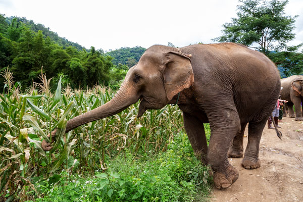 18-08_Elephant-Nature-Park-Pamper-Pachyderm-corn