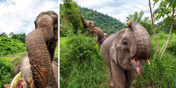 18-08_Elephant-Nature-Park-Pamper-Pachyderm-eat-banana-trunk