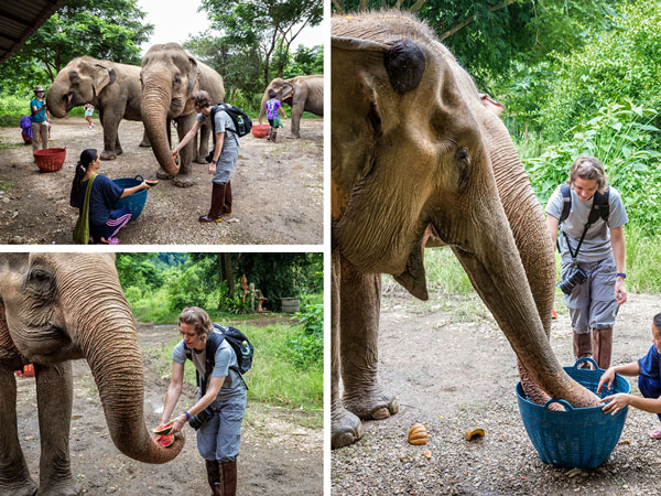 18-08_Elephant-Nature-Park-Pamper-Pachyderm-feeding