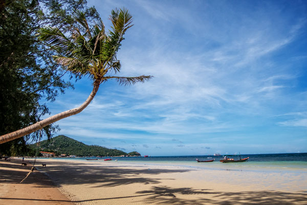 25-08_Koh-Tao-Sairee-Beach-palm