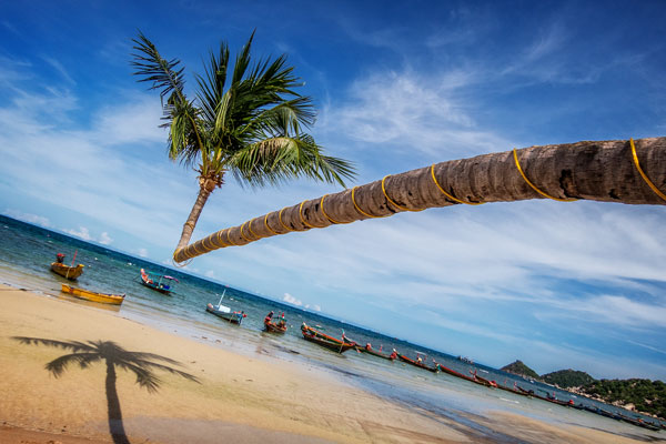 25-08_Koh-Tao-Sairee-beach-crazy-palm-tree